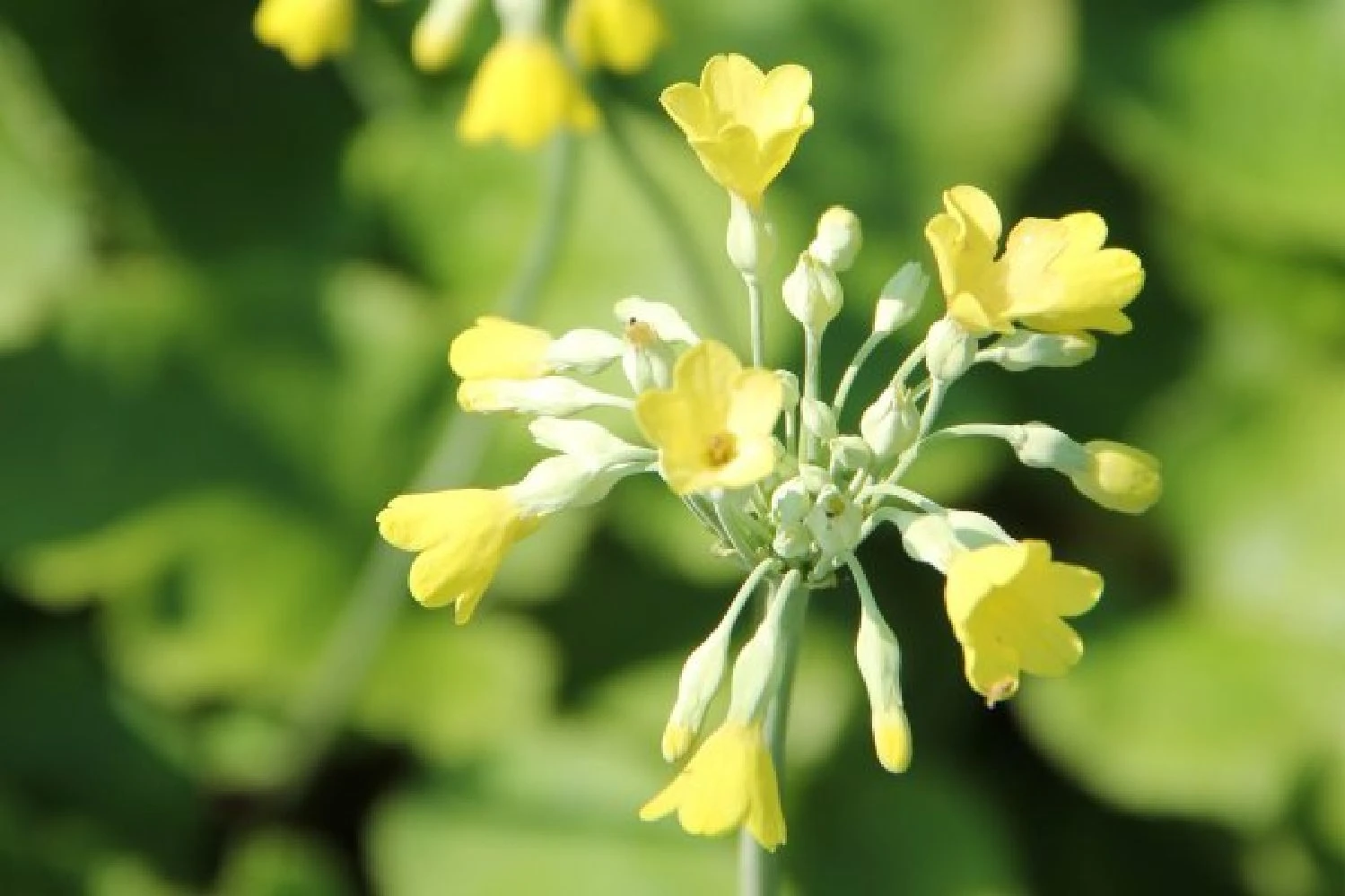 Fernöstlicher Traum (Ein Hauch Von Japan Im Eigenen Garten) 17 Fernöstlicher Traum (Ein Hauch Von Japan Im Eigenen Garten) – Bild 15