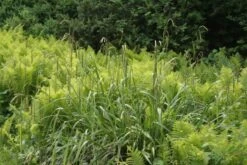 Fernöstlicher Traum (Ein Hauch Von Japan Im Eigenen Garten) 21 Fernöstlicher Traum (Ein Hauch Von Japan Im Eigenen Garten) -Günstiges Pflanzen Land Geschäft 2001632 Fernoestlicher 20Traum Ein 20Hauch 20von 20Japan 20im 20eigenen 20Garten 5