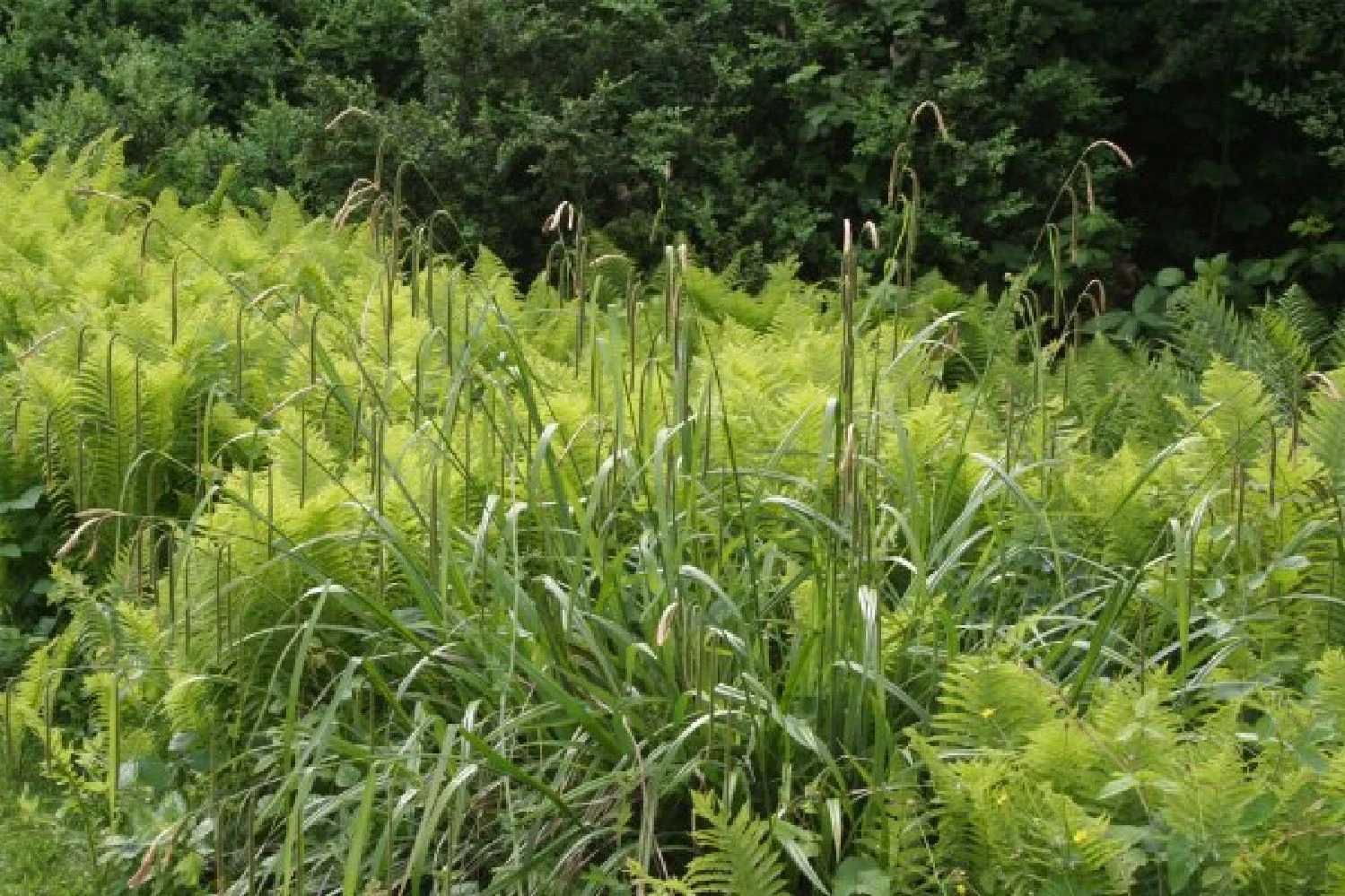 Fernöstlicher Traum (Ein Hauch Von Japan Im Eigenen Garten) 7 Fernöstlicher Traum (Ein Hauch Von Japan Im Eigenen Garten) – Bild 5