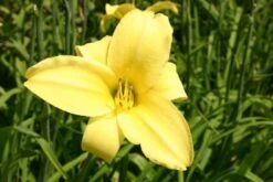 Fernöstlicher Traum (Ein Hauch Von Japan Im Eigenen Garten) 24 Fernöstlicher Traum (Ein Hauch Von Japan Im Eigenen Garten) -Günstiges Pflanzen Land Geschäft 2001632 Fernoestlicher 20Traum Ein 20Hauch 20von 20Japan 20im 20eigenen 20Garten 8