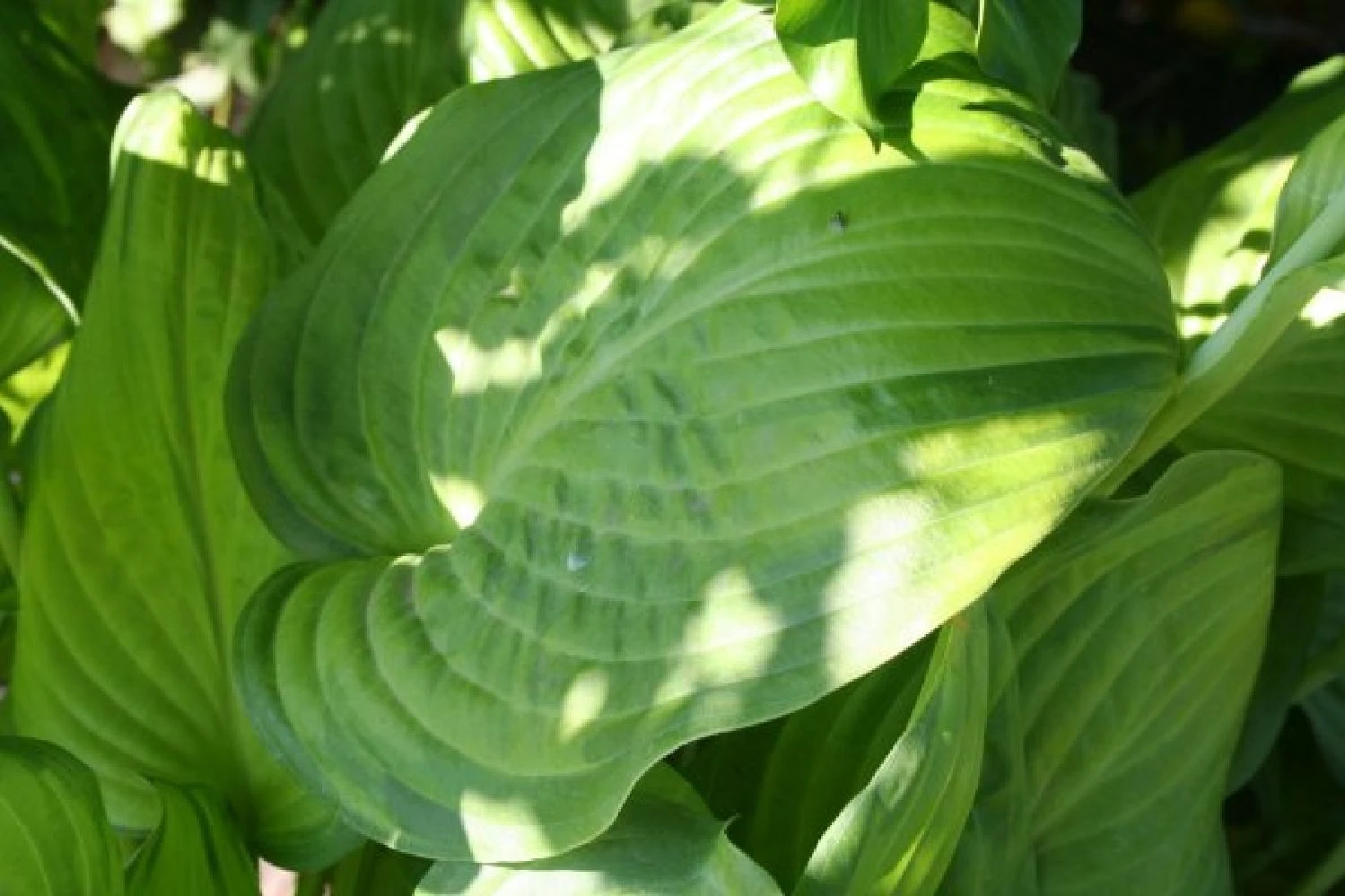 Fernöstlicher Traum (Ein Hauch Von Japan Im Eigenen Garten) 11 Fernöstlicher Traum (Ein Hauch Von Japan Im Eigenen Garten) – Bild 9