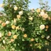 Rose 'Crown Princess Margareta' (Englische Rose) 1 Rose 'Crown Princess Margareta' (Englische Rose) -Günstiges Pflanzen Land Geschäft 2001633 Rose 20Crown 20Princess 20Margareta Englische 20Rose 1
