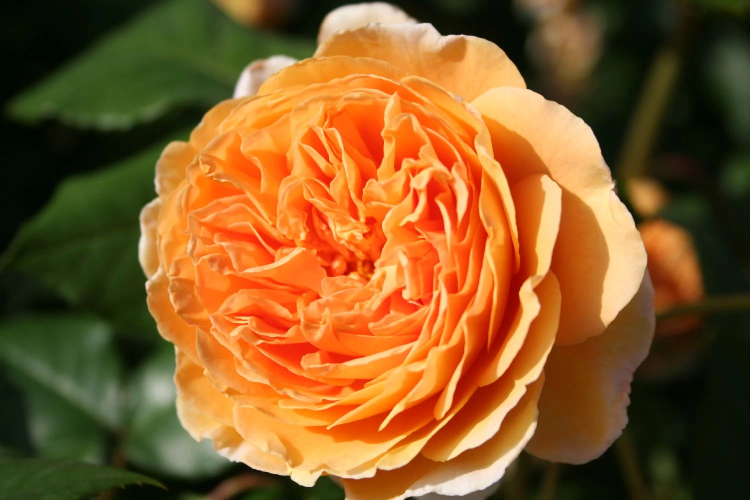 Rose 'Crown Princess Margareta' (Englische Rose) 4 Rose 'Crown Princess Margareta' (Englische Rose) – Bild 2