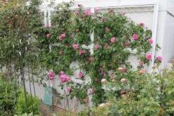 Rose 'Gertrude Jekyll' (Englische Rose) -Günstiges Pflanzen Land Geschäft 2001635 Rose 20Gertrude 20Jekyll Englische 20Rose 3