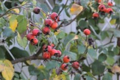 Rose 'Gertrude Jekyll' (Englische Rose) -Günstiges Pflanzen Land Geschäft 2001635 Rose 20Gertrude 20Jekyll Englische 20Rose 4