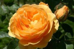 Rose 'Graham Thomas' (Englische Rose)