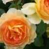 Rose 'Molineux' (Englische Rose) -Günstiges Pflanzen Land Geschäft 2001640 Rose 20Molineux Englische 20Rose 1