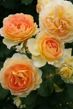 Rose 'Molineux' (Englische Rose) -Günstiges Pflanzen Land Geschäft 2001640 Rose 20Molineux Englische 20Rose 3