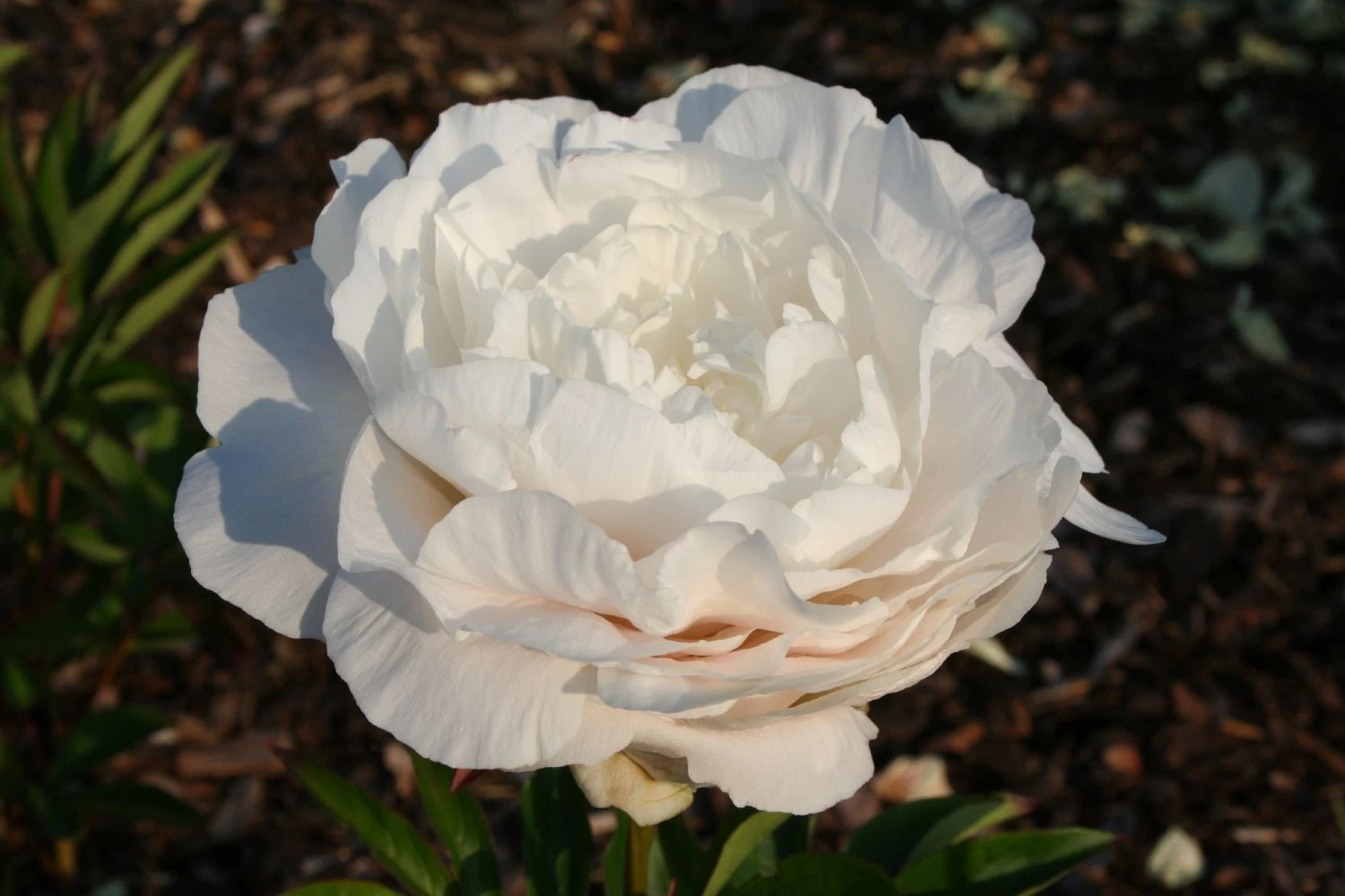 Paeonia Lactiflora 'Mother's Choice' (Staudenpfingstrose) 3 Paeonia Lactiflora 'Mother's Choice' (Staudenpfingstrose)