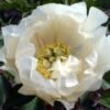 Paeonia Itoh-Hybride 'White Emperor' (Intersektionelle Pfingstrose) -Günstiges Pflanzen Land Geschäft 2001771 Paeonia 20Itoh Hybride 20White 20Emperor Intersektionelle 20Pfingstrose 1