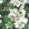 Philadelphus 'Belle Etoile' (Falscher Jasmin | Bauernjasmin) 1 Philadelphus 'Belle Etoile' (Falscher Jasmin | Bauernjasmin) -Günstiges Pflanzen Land Geschäft 2001800 Philadelphus 20Belle 20Etoile Falscher 20Jasmin 20 20Bauernjasmin 1