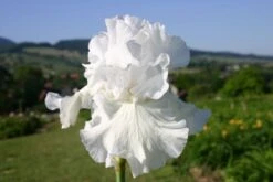 Beet In Feierlaune (Der Sommer Kann Kommen!) -Günstiges Pflanzen Land Geschäft 2001804 Beet 20in 20Feierlaune Der 20Sommer 20kann 20kommen 12