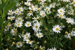 Beet In Feierlaune (Der Sommer Kann Kommen!) -Günstiges Pflanzen Land Geschäft 2001804 Beet 20in 20Feierlaune Der 20Sommer 20kann 20kommen 13