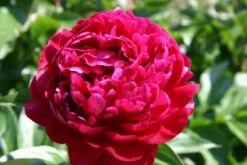 Beet In Feierlaune (Der Sommer Kann Kommen!) -Günstiges Pflanzen Land Geschäft 2001804 Beet 20in 20Feierlaune Der 20Sommer 20kann 20kommen 15