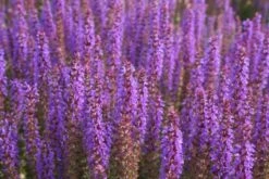 Beet In Feierlaune (Der Sommer Kann Kommen!) -Günstiges Pflanzen Land Geschäft 2001804 Beet 20in 20Feierlaune Der 20Sommer 20kann 20kommen 17