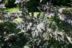 Beet In Feierlaune (Der Sommer Kann Kommen!) -Günstiges Pflanzen Land Geschäft 2001804 Beet 20in 20Feierlaune Der 20Sommer 20kann 20kommen 4