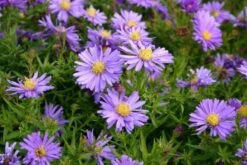 Kleines Sonnenbeet (Maximale Wirkung Auf Kleiner Fläche) -Günstiges Pflanzen Land Geschäft 2001809 Kleines 20Sonnenbeet Maximale 20Wirkung 20auf 20kleiner 20Flaeche 3