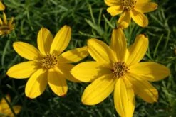 Kleines Sonnenbeet (Maximale Wirkung Auf Kleiner Fläche) -Günstiges Pflanzen Land Geschäft 2001809 Kleines 20Sonnenbeet Maximale 20Wirkung 20auf 20kleiner 20Flaeche 4