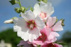 Kleines Sonnenbeet (Maximale Wirkung Auf Kleiner Fläche) -Günstiges Pflanzen Land Geschäft 2001809 Kleines 20Sonnenbeet Maximale 20Wirkung 20auf 20kleiner 20Flaeche 8