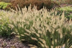 Kleines Sonnenbeet (Maximale Wirkung Auf Kleiner Fläche) -Günstiges Pflanzen Land Geschäft 2001809 Kleines 20Sonnenbeet Maximale 20Wirkung 20auf 20kleiner 20Flaeche 9