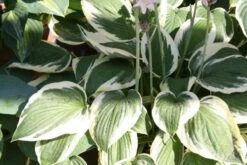 Licht Und Schatten (Schönes Für Dunkle Gartenecken) 23 Licht Und Schatten (Schönes Für Dunkle Gartenecken) -Günstiges Pflanzen Land Geschäft 2001839 Licht 20und 20Schatten Schoenes 20fuer 20dunkle 20Gartenecken 11