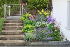 Licht Und Schatten (Schönes Für Dunkle Gartenecken) 14 Licht Und Schatten (Schönes Für Dunkle Gartenecken) -Günstiges Pflanzen Land Geschäft 2001839 Licht 20und 20Schatten Schoenes 20fuer 20dunkle 20Gartenecken 2