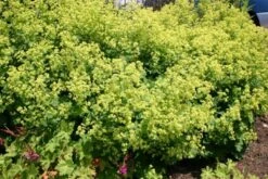 Licht Und Schatten (Schönes Für Dunkle Gartenecken) 15 Licht Und Schatten (Schönes Für Dunkle Gartenecken) -Günstiges Pflanzen Land Geschäft 2001839 Licht 20und 20Schatten Schoenes 20fuer 20dunkle 20Gartenecken 3