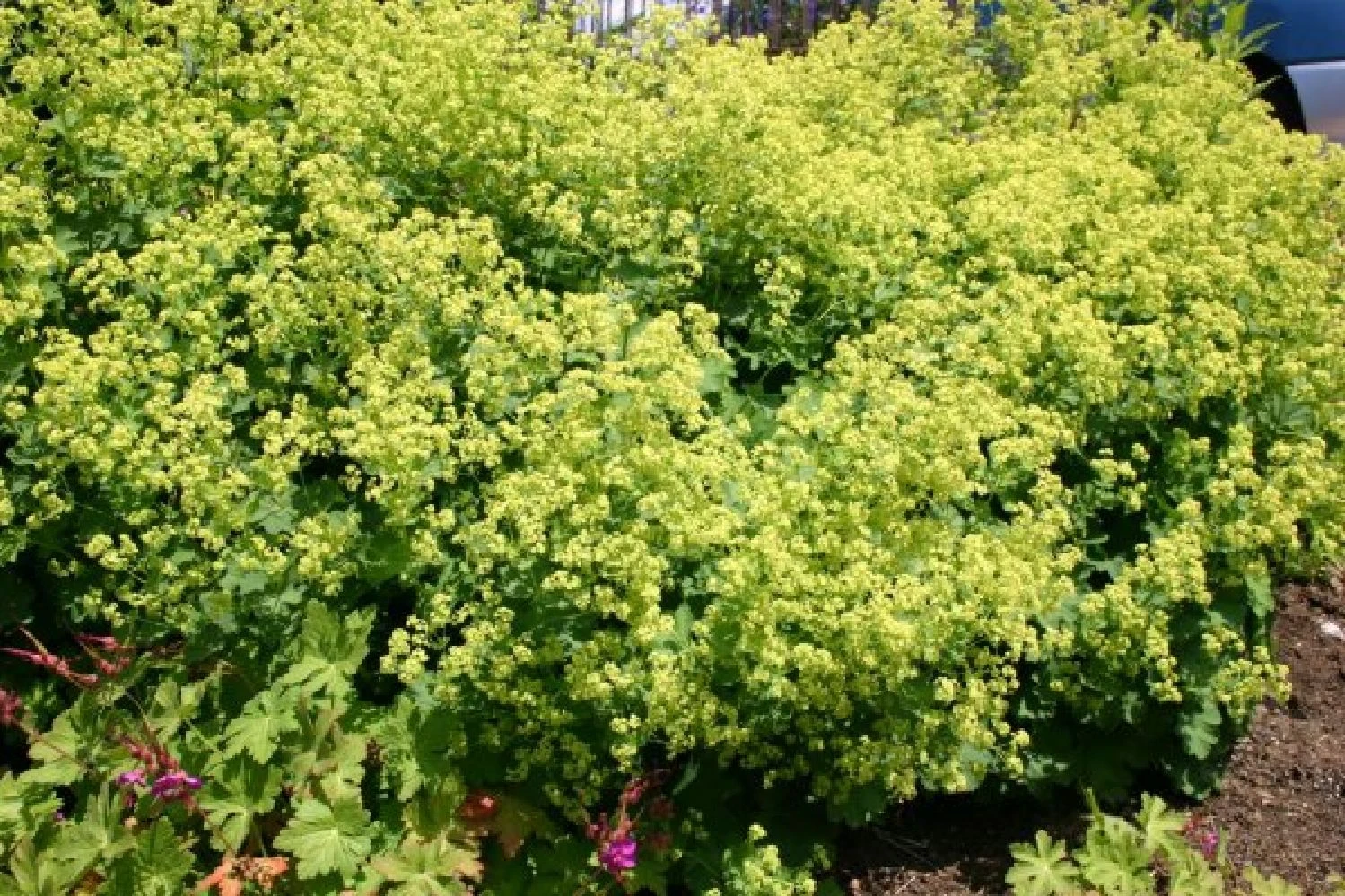 Licht Und Schatten (Schönes Für Dunkle Gartenecken) 5 Licht Und Schatten (Schönes Für Dunkle Gartenecken) – Bild 3