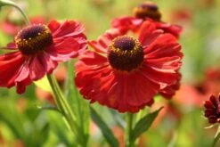 Neverending (Ausdauernde Blütenfreude Durchs Jahr) -Günstiges Pflanzen Land Geschäft 2001840 Neverending Ausdauernde 20Bluetenfreude 20durchs 20Jahr 12