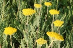 Neverending (Ausdauernde Blütenfreude Durchs Jahr) -Günstiges Pflanzen Land Geschäft 2001840 Neverending Ausdauernde 20Bluetenfreude 20durchs 20Jahr 3