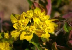 Neverending (Ausdauernde Blütenfreude Durchs Jahr) -Günstiges Pflanzen Land Geschäft 2001840 Neverending Ausdauernde 20Bluetenfreude 20durchs 20Jahr 9