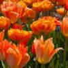 Tulpenmischung 'Oh So Orange' (Garten-Tulpenmischung) -Günstiges Pflanzen Land Geschäft 2001850 Tulpenmischung 20Oh 20So 20Orange Garten Tulpenmischung 1