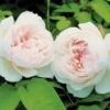 Rose 'The Generous Gardener' (Englische Rose) -Günstiges Pflanzen Land Geschäft 2001928 Rose 20The 20Generous 20Gardener Englische 20Rose 1