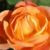 Rose 'Lady Emma Hamilton' (Englische Rose) -Günstiges Pflanzen Land Geschäft 2001929 Rose 20Lady 20Emma 20Hamilton Englische 20Rose 1