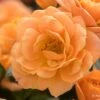 Rose 'Apricot Clementine' (Zwergrose) -Günstiges Pflanzen Land Geschäft 2001986 Rose 20Apricot 20Clementine Zwergrose 1