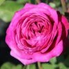 Rose 'Heidi Klum' (Zwergrose | Patiorose) -Günstiges Pflanzen Land Geschäft 2001988 Rose 20Heidi 20Klum Zwergrose 20 20Patiorose 1