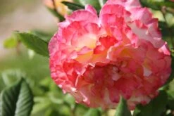 Rose 'Aquarell' (Beetrose) -Günstiges Pflanzen Land Geschäft 2001989 Rose 20Aquarell Beetrose 1