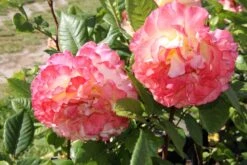 Rose 'Aquarell' (Beetrose) -Günstiges Pflanzen Land Geschäft 2001989 Rose 20Aquarell Beetrose 2