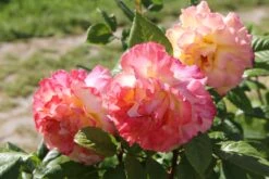 Rose 'Aquarell' (Beetrose) -Günstiges Pflanzen Land Geschäft 2001989 Rose 20Aquarell Beetrose 3