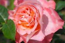 Rose 'Augusta Luise' (Edelrose)