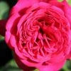 Rose 'Johann Wolfgang Von Goethe' (Edelrose) -Günstiges Pflanzen Land Geschäft 2001997 Rose 20Johann 20Wolfgang 20von 20Goethe 20 Edelrose 1