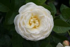 Rose 'Artemis' (Strauchrose) -Günstiges Pflanzen Land Geschäft 2002002 Rose 20Artemis Strauchrose 3