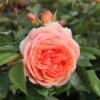 Rose 'Chippendale' (Strauchrose) -Günstiges Pflanzen Land Geschäft 2002011 Rose 20Chippendale Strauchrose 1