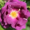 Rose 'Rhapsody In Blue' (Strauchrose) -Günstiges Pflanzen Land Geschäft 2002012 Rose 20Rhapsody 20in 20Blue Strauchrose 1 5063c285 906a 4cdf afc6 714154f3156b