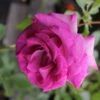 Rose 'Climbing Violette Parfumée' (Kletterrose) -Günstiges Pflanzen Land Geschäft 2002016 Rose 20Climbing 20Violette 20Parfume Kletterrose 1 a93ca40c c8dc 4532 bf02 9466203a6648