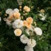 Rose 'Ghislaine De Feligonde' (Kletterrose)