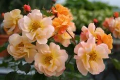 Rose 'Sedana' (Bodendeckerrose)