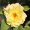 Rose 'Tibet-Rose' (Strauchrose) -Günstiges Pflanzen Land Geschäft 2002033 Rose 20Tibet Rose Strauchrose 1 c84c2fda 0ca7 438a ac1e 8186ac32f6e7