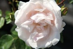 Rose 'New Dawn' (Kletterrose)