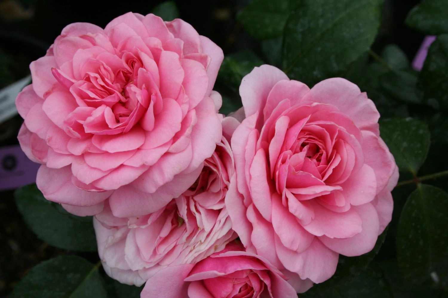 Rose 'Roseninsel' (Beetrose) 3 Rose 'Roseninsel' (Beetrose)